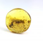 Gintaro gabaliukas su didelio vabalo inkliuzu