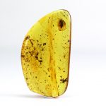 Baltic amber stone with beetle insect inclusion