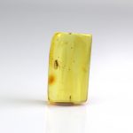 Baltic amber stone with mosquito insect inclusion