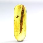 Gintaro gabaliukas su nuostabaus voriuko inkliuzu