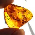 Baltic amber stone with 5 big Mosquitos inclusion