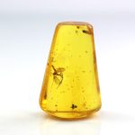 Gintaro gabaliukas su didelio uodo inkliuzu