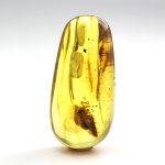 Baltic amber stone with huge ant inclusion