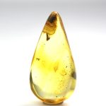 Baltic amber stone with rare cicada inclusion