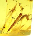 Gintaro gabaliukas su dviem vabalo (silvanidae) lervų inkliuzu