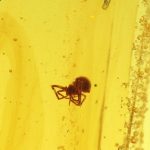 Gintaro gabaliukas su voro inkliuzu