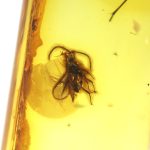 Gintaro gabaliukas su musės inkliuzu