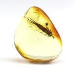 Gintaro gabaliukas su šeriauodegio inkliuzu