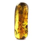 Gintaras su inkliuzu