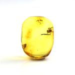 Gintaras su inkliuzu