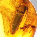 Gintaro gabaliukas su inkliuzu