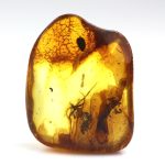 Gintaras su voro inkliuzu