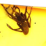 Gintaras su inkliuzu