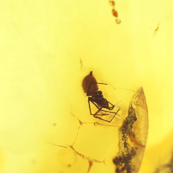 Gintarinis pakabukas su inkliuzu