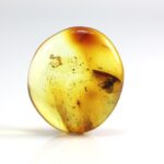 Gintaras su inkliuzu