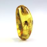 Gintaras su inkliuzu