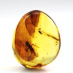 Gintaras su inkliuzu