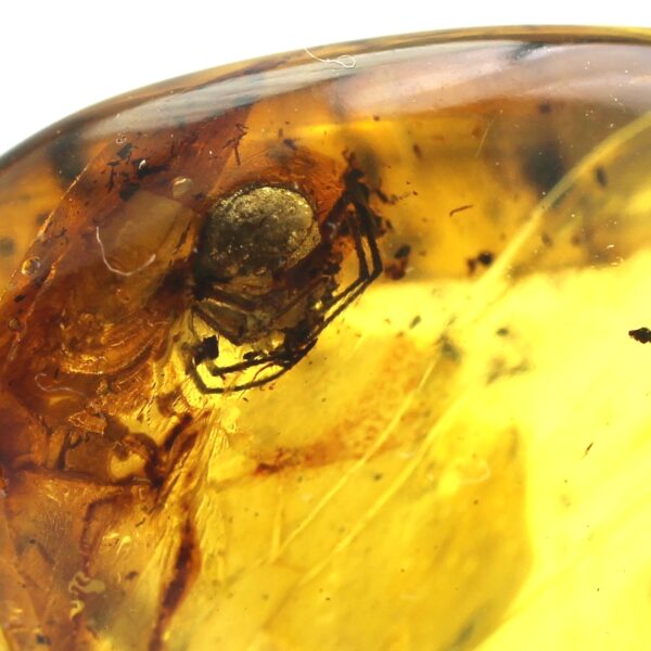 Gintaras su inkliuzu