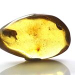 Gintaras su inkliuzu