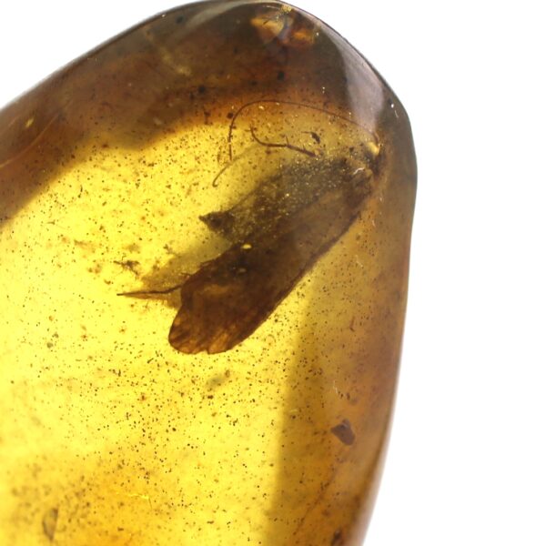 Gintaras su inkliuzu