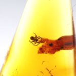 Gintaras su inkliuzu