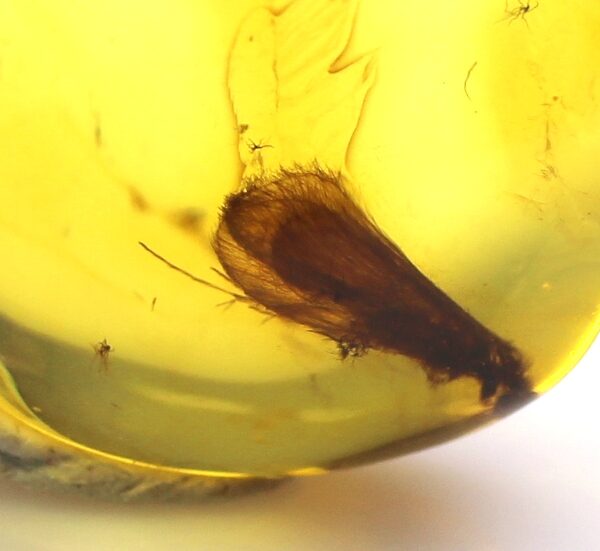 Gintarinis pakabukas su inkliuzu