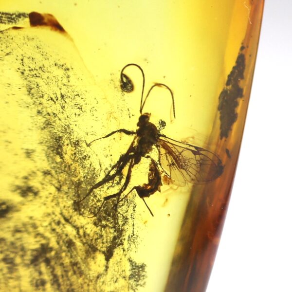 Gintarinis pakabukas su inkliuzu