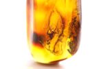 Big Baltic amber stone with spider and stalactite inclusions - Image 7