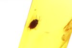 Baltic amber stone with beetle inclusion - Image 3