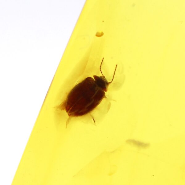 Gintaro gabaliukas su inkliuzu