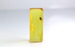 Baltic amber stone with beetle inclusion - Image 5