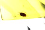 Baltic amber stone with beetle inclusion - Image 4