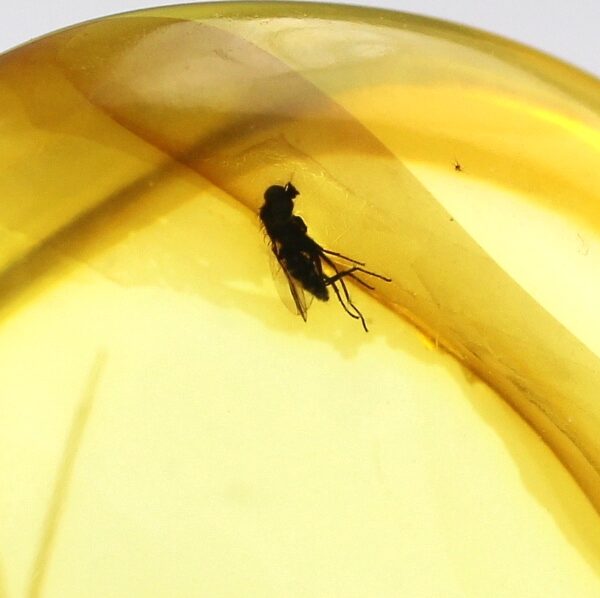 Gintaras su inkliuzu