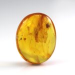 Gintaro gabaliukas su mažo voro inkliuzu