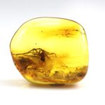 Gintaro gabaliukas su didelio voro inkliuzu