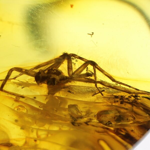 Gintaro gabaliukas su didelio voro inkliuzu