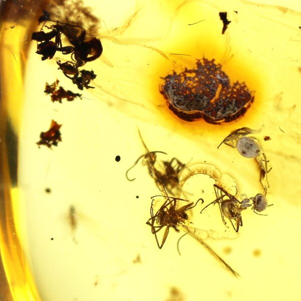 Gintarinis pakabukas su inkliuzu