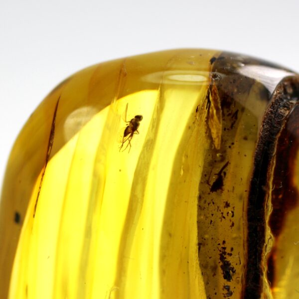 Gintaras su inkliuzu