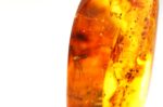 Baltic amber stone with few inclusions - Image 3