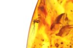 Baltic amber stone with few inclusions - Image 2