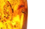 Baltic amber stone with few inclusions - Image 9