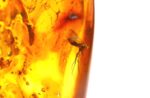 Baltic amber stone with few inclusions - Image 8