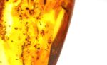Baltic amber stone with few inclusions - Image 7