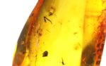 Baltic amber stone with few inclusions - Image 7