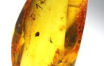 Baltic amber stone with few inclusions - Image 5