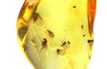 Baltic amber stone with few inclusions - Image 10