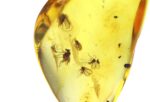 Baltic amber stone with few inclusions - Image 9