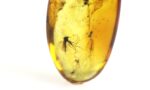 Amber pendant with large MOSQUITO inclusion - Image 5