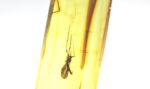 Amber pendant with large MOSQUITO inclusion - Image 4