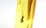 Amber pendant with large MOSQUITO inclusion - Image 6